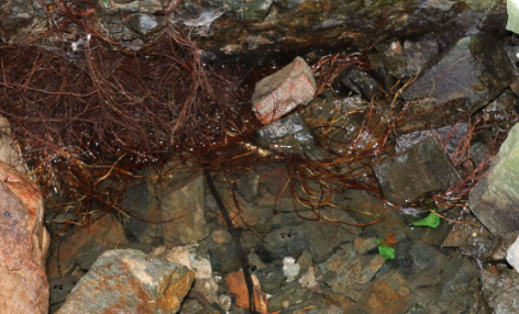 Foto - 200 yıllık tarihi yapı içinden doldurup götürüyorlar! Hristiyanlar için önemi ne?