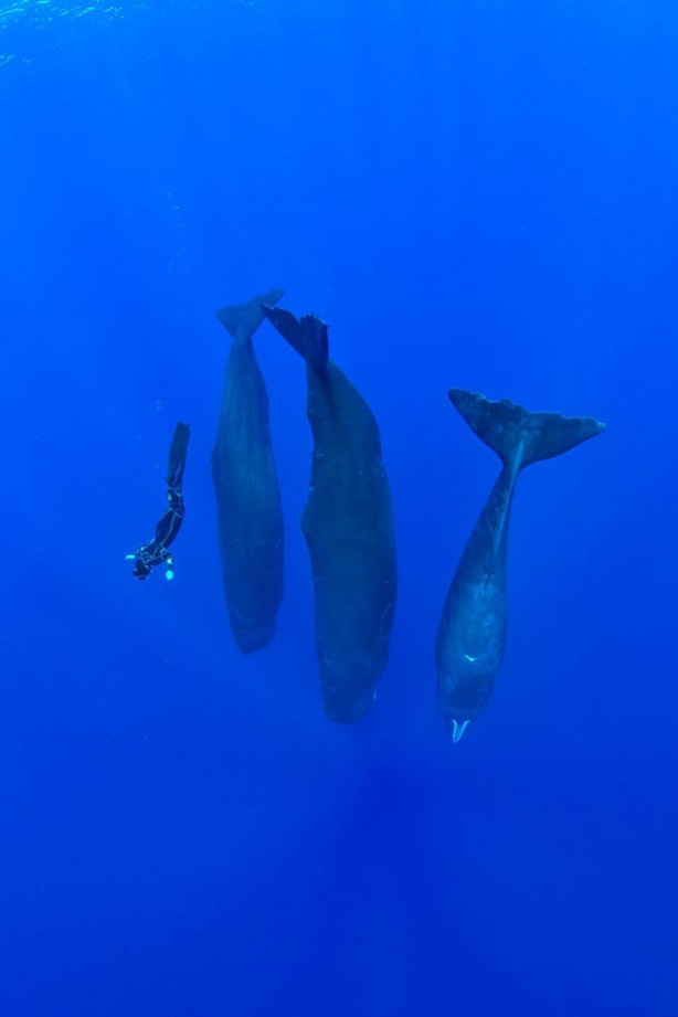 Foto - 2008 senesinde belgelenmişti, işte böyle görüntülendi...