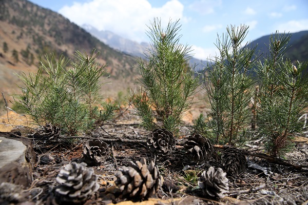 Foto - 2021 yılında kül olan ormanın son hali