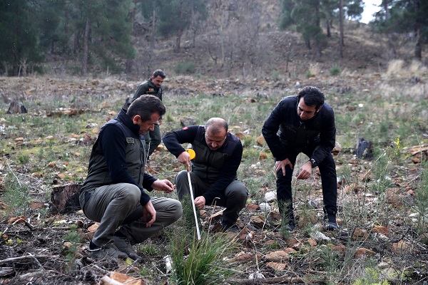 Foto - 2021 yılında kül olan ormanın son hali