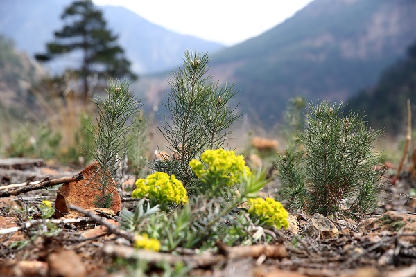 2021 yılında kül olan ormanın son hali