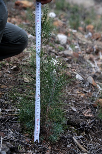 Foto - 2021 yılında kül olan ormanın son hali