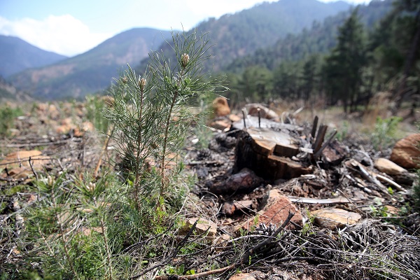 Foto - 2021 yılında kül olan ormanın son hali