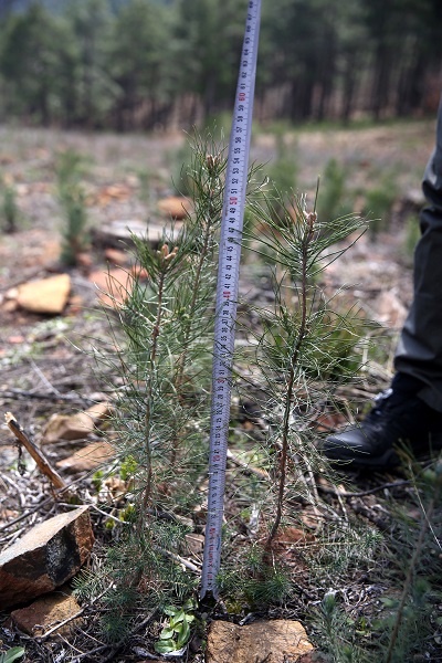 Foto - 2021 yılında kül olan ormanın son hali