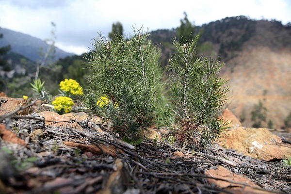 Foto - 2021 yılında kül olan ormanın son hali