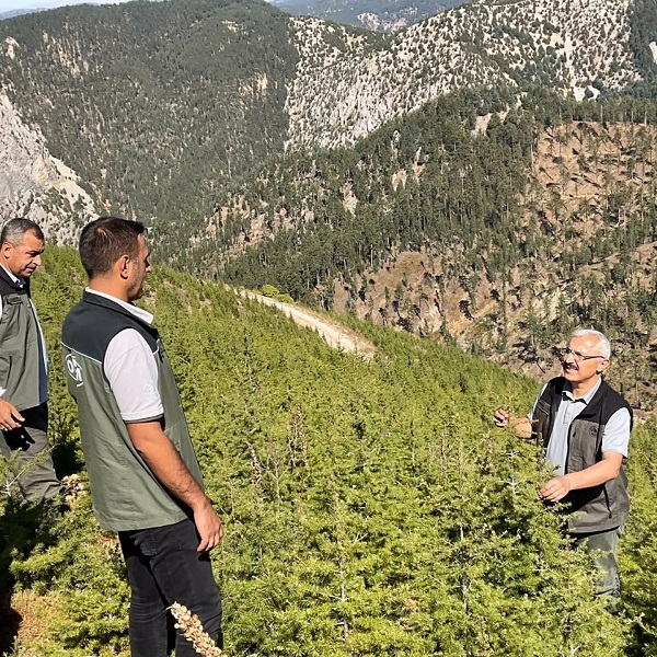 Foto - 2014'te kül olmuştu! O ormanın son hali