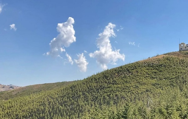 2014'te kül olmuştu! O ormanın son hali