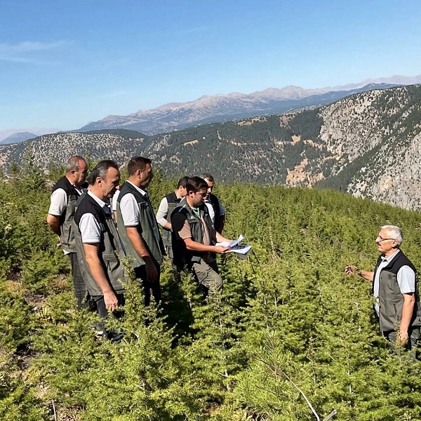 Foto - 2014'te kül olmuştu! O ormanın son hali