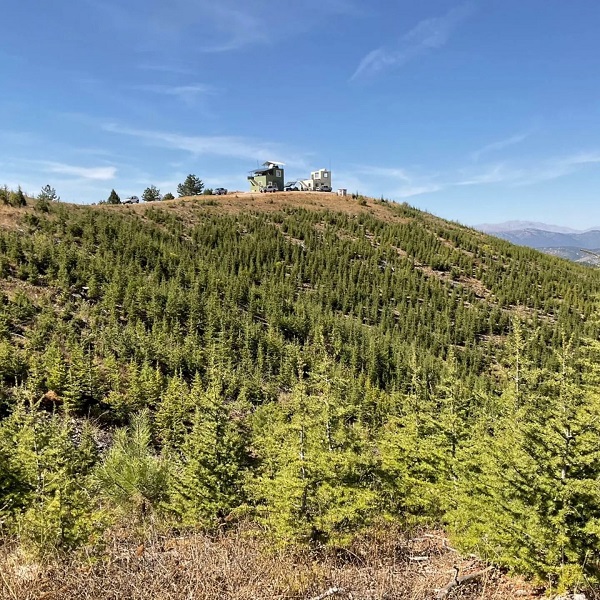 Foto - 2014'te kül olmuştu! O ormanın son hali