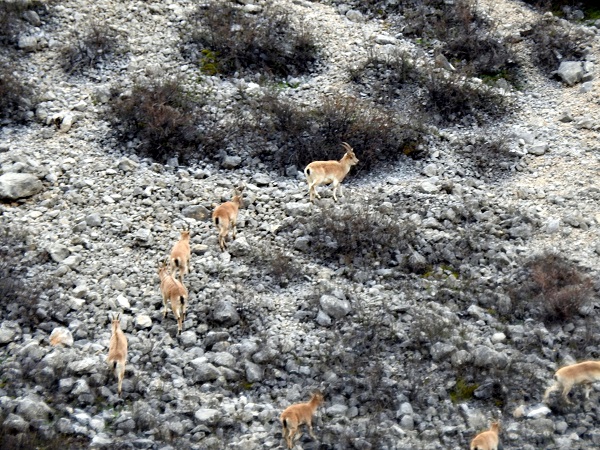 Foto - 2015 yılında uydu üzerinden keşfedildi! Yıllar sonra o buzul böyle görüntülendi