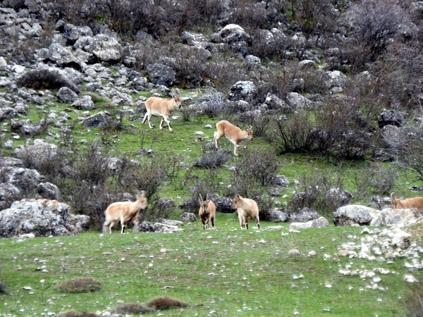 Foto - 2015 yılında uydu üzerinden keşfedildi! Yıllar sonra o buzul böyle görüntülendi