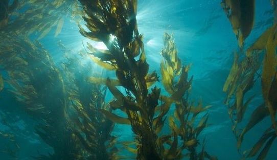 Foto - 2017 senesinde en çok bu buluşlar beğenildi