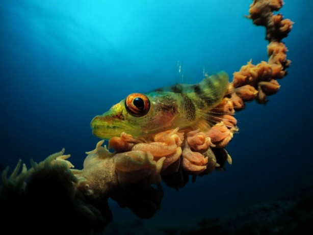 Foto - 2017'nin en iyi sualtı fotoğrafları