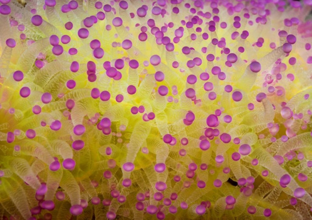 Foto - 2017'nin en iyi sualtı fotoğrafları