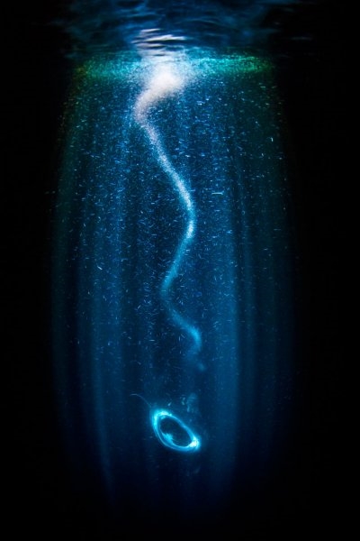 Foto - 2017'nin en iyi sualtı fotoğrafları