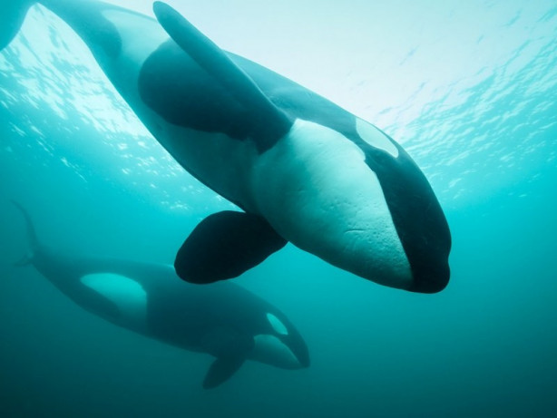 Foto - 2017'nin en iyi sualtı fotoğrafları