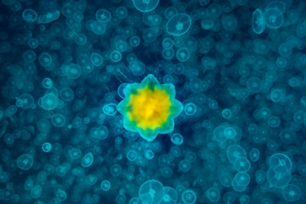 Foto - 2017'nin en iyi sualtı fotoğrafları