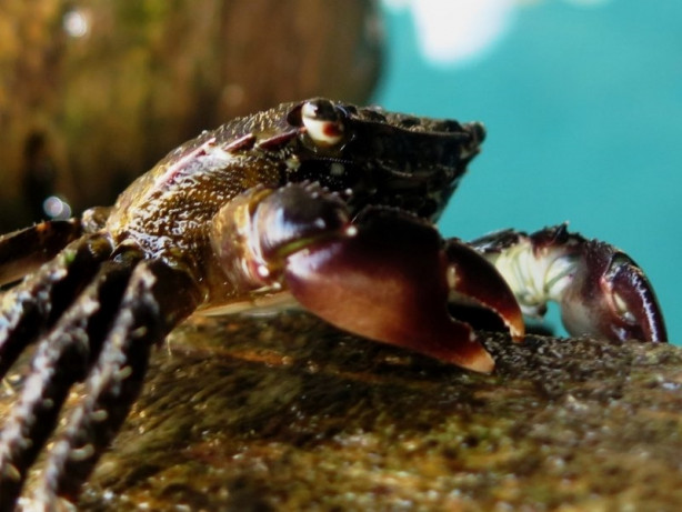 Foto - 2017'nin en iyi sualtı fotoğrafları