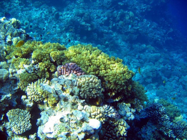 Foto - 2017'nin en iyi sualtı fotoğrafları