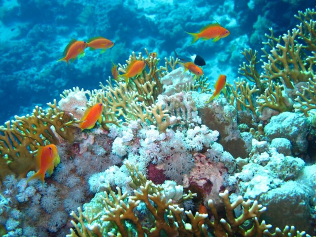 Foto - 2017'nin en iyi sualtı fotoğrafları