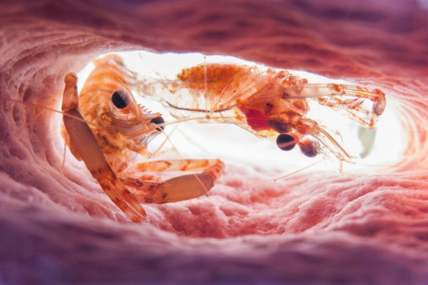 Foto - 2017'nin en iyi sualtı fotoğrafları