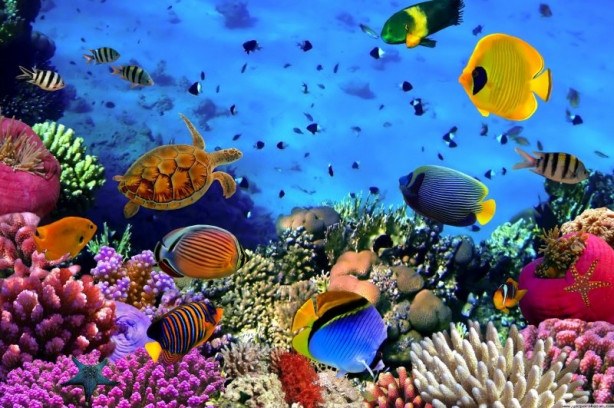 Foto - 2017'nin en iyi sualtı fotoğrafları