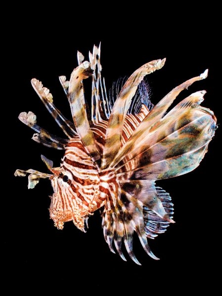 Foto - 2017'nin en iyi sualtı fotoğrafları