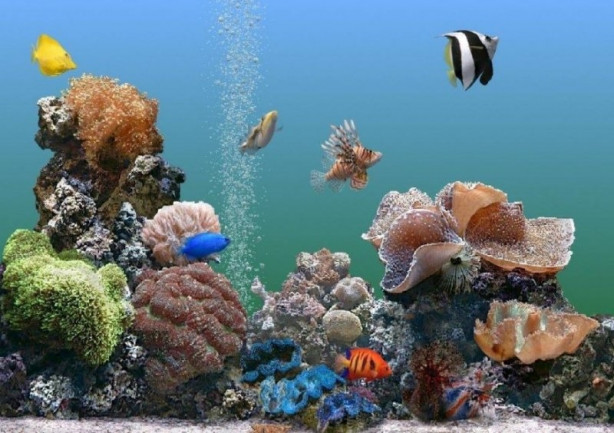 Foto - 2017'nin en iyi sualtı fotoğrafları