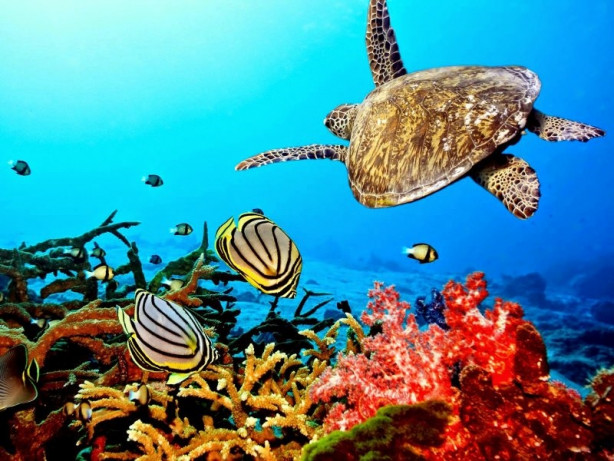 Foto - 2017'nin en iyi sualtı fotoğrafları