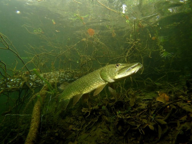Foto - 2017'nin en iyi sualtı fotoğrafları