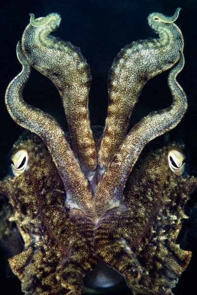 Foto - 2017'nin en iyi sualtı fotoğrafları