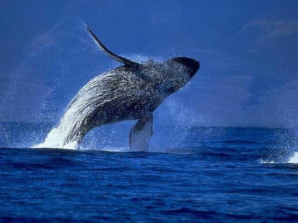 Foto - 2018 senesinde soyu tehlikede olan 10 hayvan