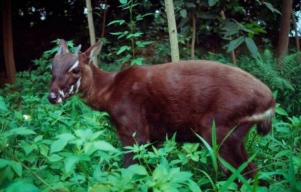 Foto - 2018 senesinde soyu tehlikede olan 10 hayvan