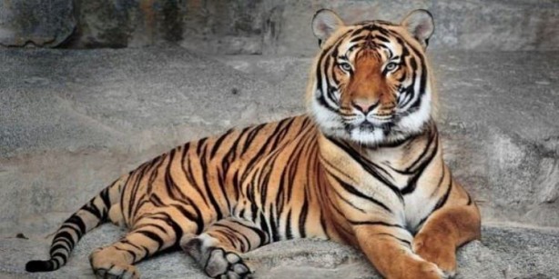 Foto - 2018 senesinde soyu tehlikede olan 10 hayvan