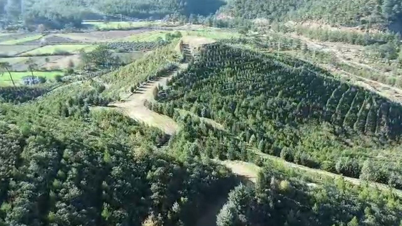 2019 yılında kül olmuştu! Binlerce hektarlık alan yeniden yeşerdi