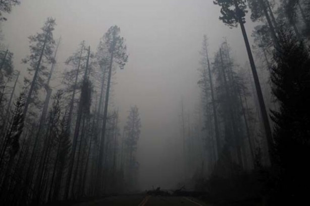 Foto - 2020 devam ediyor... Sonunda bu felaket de oldu! Gökten kuş yağdı
