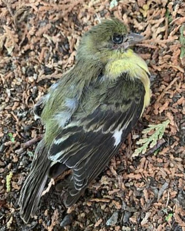 Foto - 2020 devam ediyor... Sonunda bu felaket de oldu! Gökten kuş yağdı