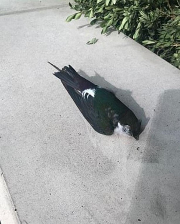 Foto - 2020 devam ediyor... Sonunda bu felaket de oldu! Gökten kuş yağdı