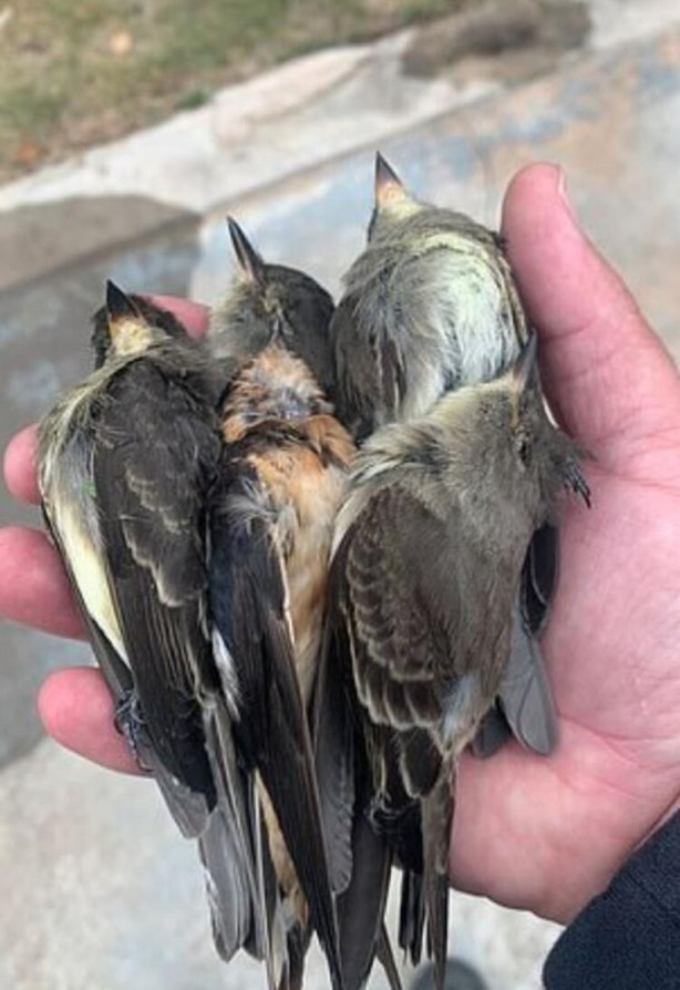 Foto - 2020 devam ediyor... Sonunda bu felaket de oldu! Gökten kuş yağdı