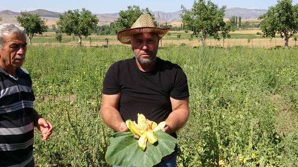Foto - 2020 yılında coğrafi işaret aldı! Bu meyvenin ne olduğunu biliyor musunuz? 