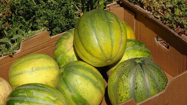 Foto - 2020 yılında coğrafi işaret aldı! Bu meyvenin ne olduğunu biliyor musunuz? 