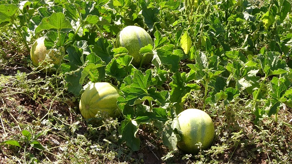 Foto - 2020 yılında coğrafi işaret aldı! Bu meyvenin ne olduğunu biliyor musunuz? 