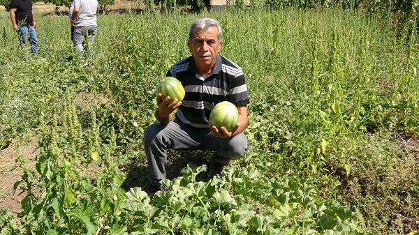 Foto - 2020 yılında coğrafi işaret aldı! Bu meyvenin ne olduğunu biliyor musunuz? 