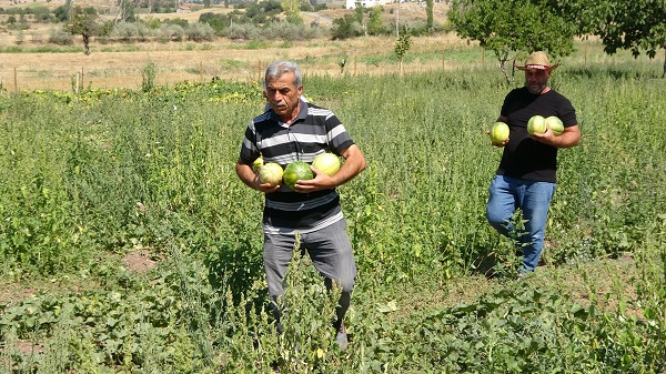 Foto - 2020 yılında coğrafi işaret aldı! Bu meyvenin ne olduğunu biliyor musunuz? 
