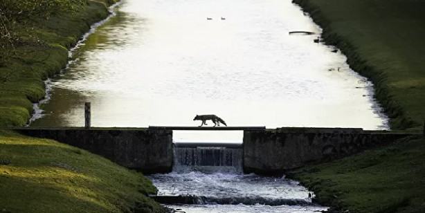 Foto - 2021'in en iyi doğa fotoğrafları seçildi