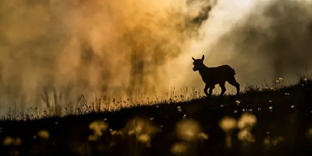 Foto - 2021'in en iyi doğa fotoğrafları seçildi