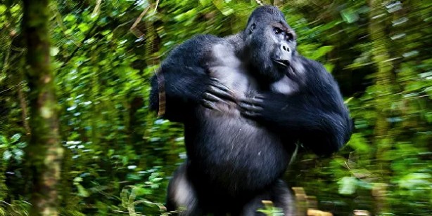 Foto - 2021'in en iyi doğa fotoğrafları seçildi