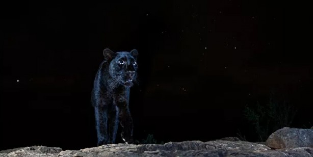 Foto - 2021'in en iyi doğa fotoğrafları seçildi