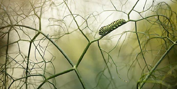 Foto - 2021'in en iyi doğa fotoğrafları seçildi