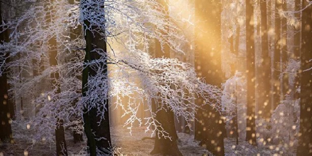 Foto - 2021'in en iyi doğa fotoğrafları seçildi